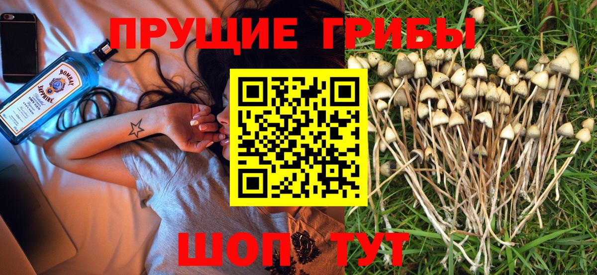 Псилоцибиновые грибы Psilocybe  Вход с VPN  Ялуторовск 